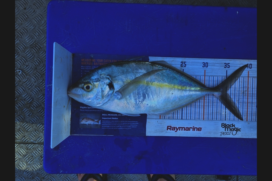 Darren Jones caught this 35.0cm Trevally at Bay of Plenty during The Export NZ Fishing Competition