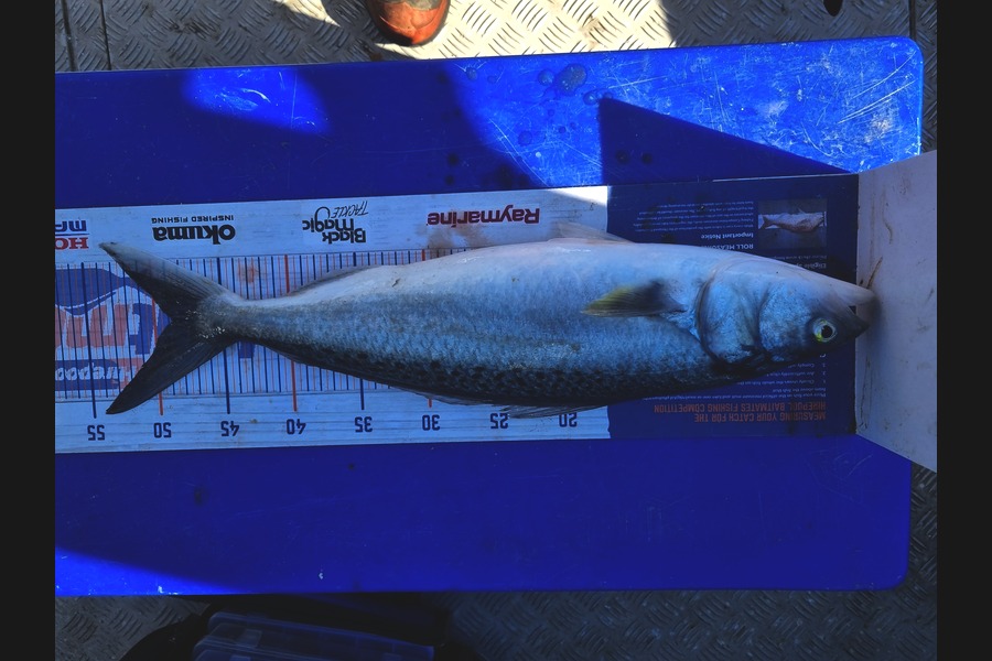 Darren Jones caught this 48.5cm Kahawai at Bay of Plenty during The Export NZ Fishing Competition