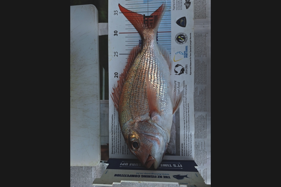 Dick Bavelaar caught this 33.5cm Snapper at Auckland during The Export NZ Fishing Competition