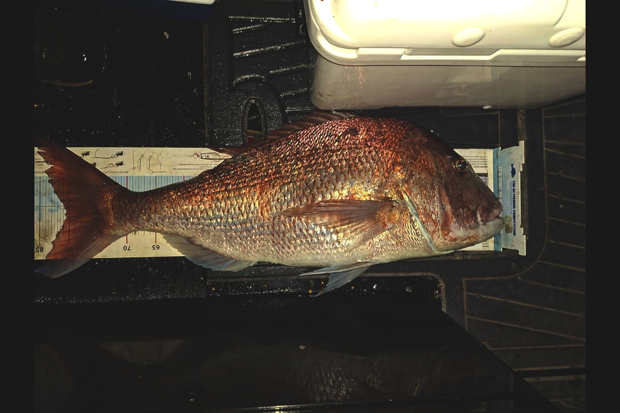 Curtis  Harris caught this 80.5cm Snapper at Northland during The Export NZ Fishing Competition