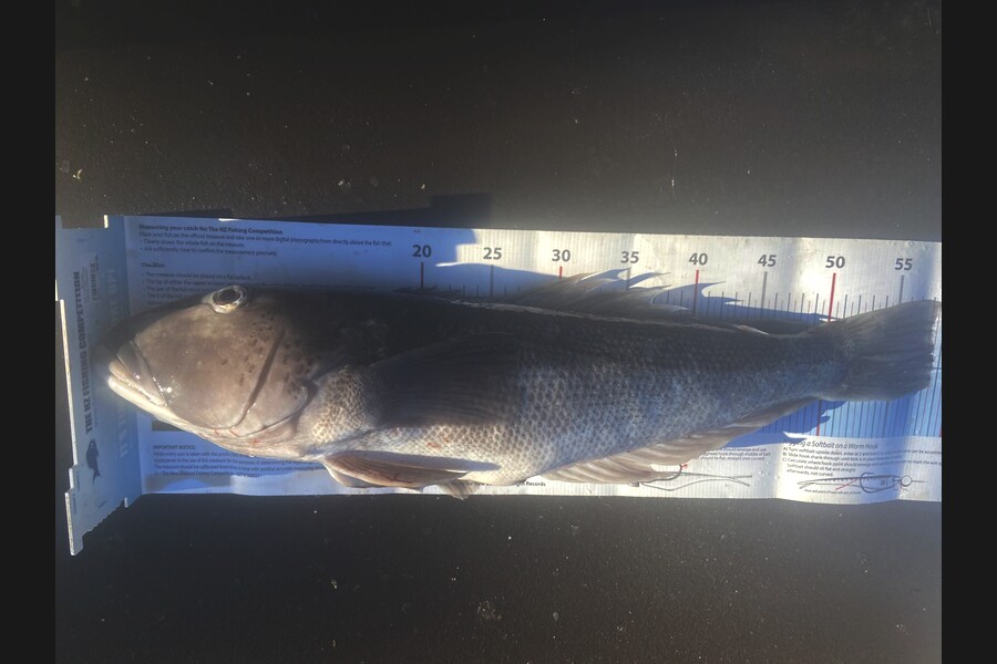 Brian Ashley caught this 57.5cm Blue Cod at Nelson/Marlborough during The Export NZ Fishing Competition
