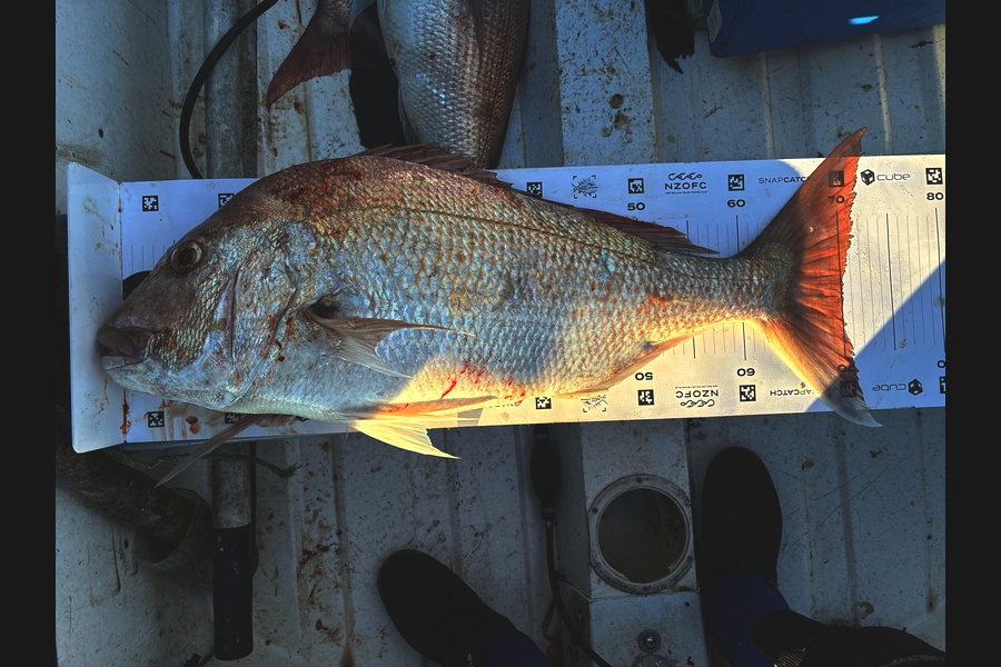 Mick Preston caught this 70.0cm Snapper at Taranaki during The Export NZ Fishing Competition