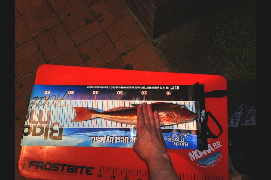 Nathan Rollings caught this 47.0cm Gurnard at Auckland during The Export NZ Fishing Competition