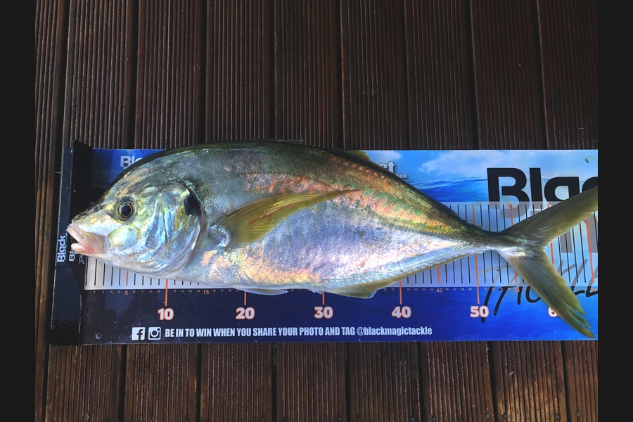 Phil Shields caught this 59.0cm Trevally at Northland during The Export NZ Fishing Competition