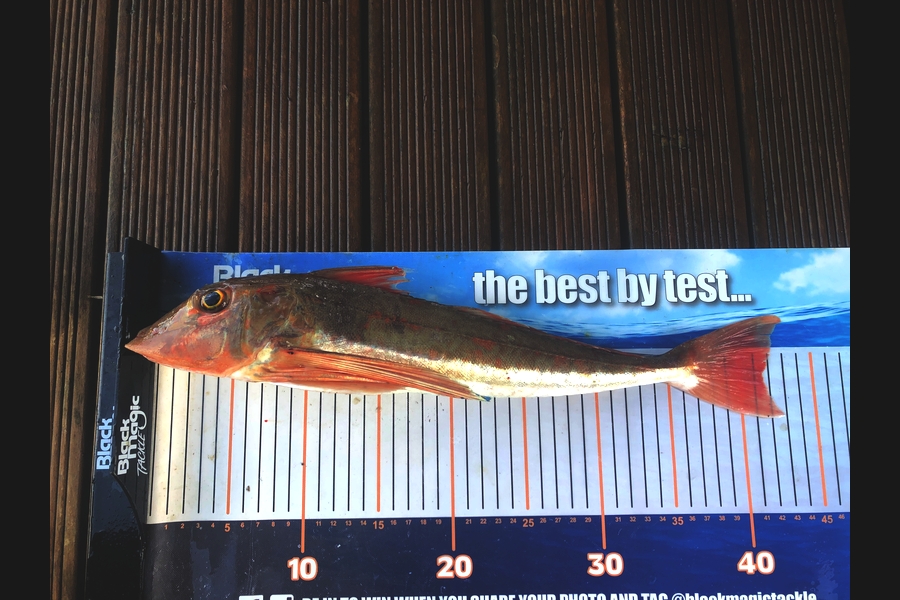 Phil Shields caught this 40.5cm Gurnard at Northland during The Export NZ Fishing Competition
