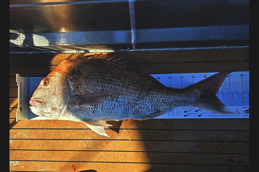 Jesse Crasborn caught this 84.0cm Snapper at Nelson/Marlborough during The Export NZ Fishing Competition