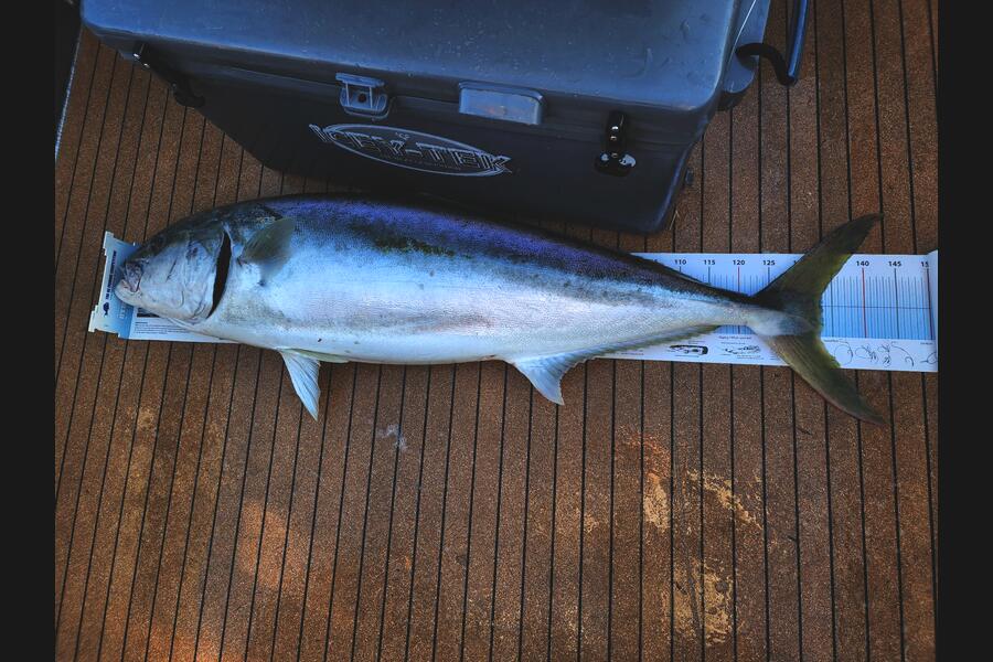 Jesse Crasborn caught this 133.5cm Kingfish at Nelson/Marlborough during The Export NZ Fishing Competition