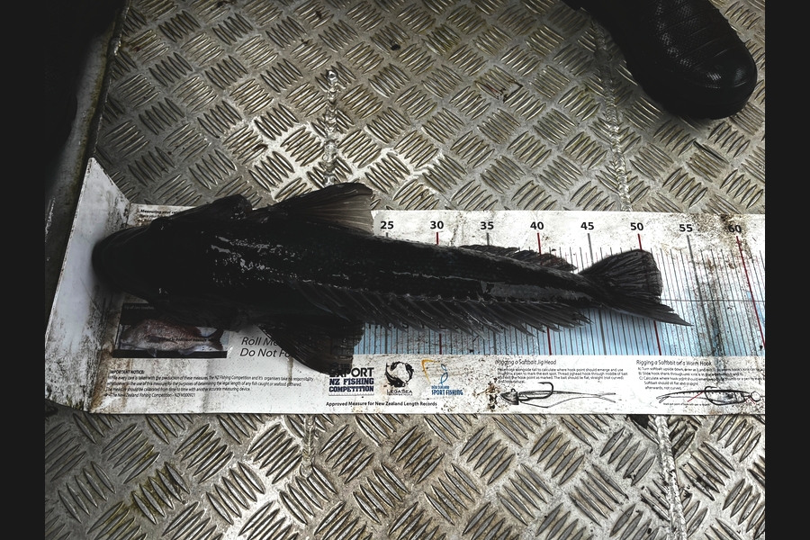 Paddy Corkery caught this 51.0cm Blue Cod at Southland during The Export NZ Fishing Competition