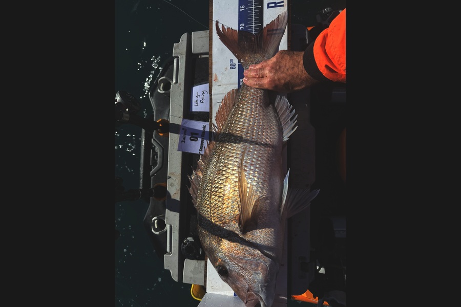 Mark Ray caught this 67.5cm Snapper at Bay of Plenty during The Export NZ Fishing Competition