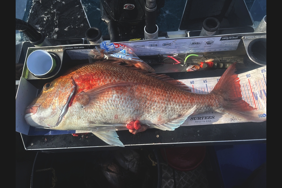 Cam Booker caught this 76.5cm Snapper at Nelson/Marlborough during The Export NZ Fishing Competition
