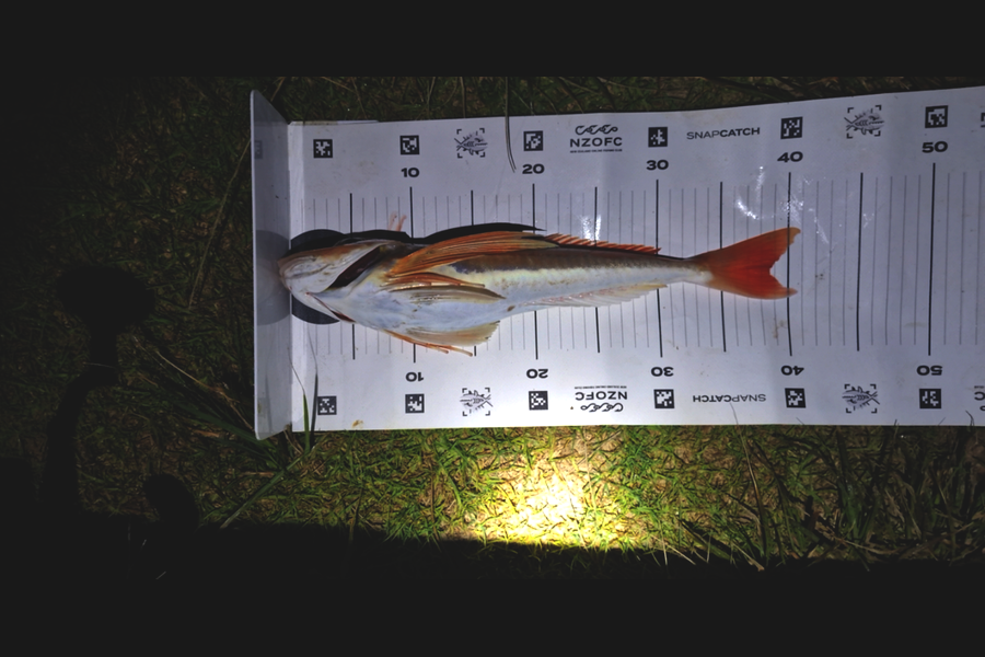 Rosie Phillips caught this 38.5cm Gurnard at Northland during The Export NZ Fishing Competition