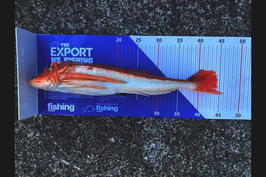 Jeremy Clark caught this 44.0cm Gurnard at Auckland during The Export NZ Fishing Competition