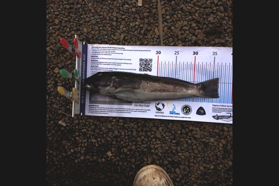 Fred Southerwood caught this 36.0cm Blue Cod at Wellington during The Export NZ Fishing Competition