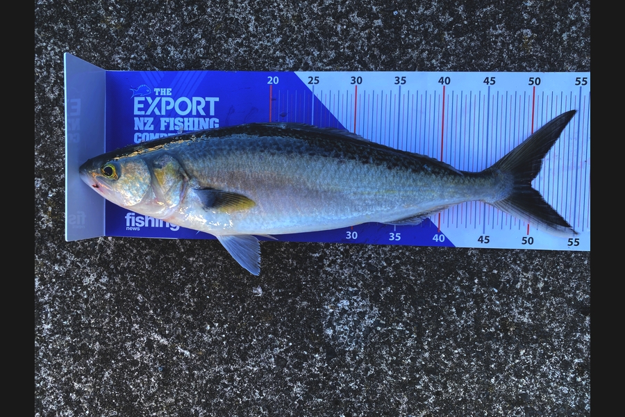 Jeremy Clark caught this 50.0cm Kahawai at Auckland during The Export NZ Fishing Competition