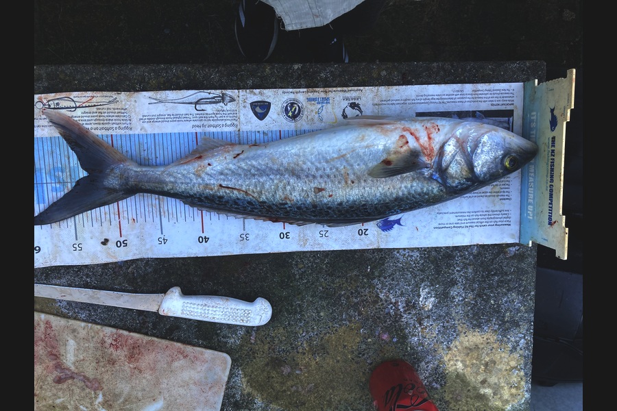 Neil Millar caught this 52.5cm Kahawai at Coromandel during The Export NZ Fishing Competition