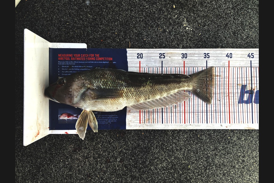 Julius Kolk caught this 36.0cm Blue Cod at Nelson/Marlborough during The Export NZ Fishing Competition