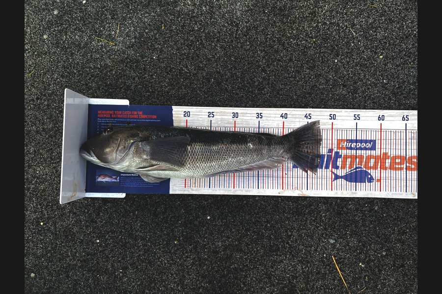 Jenn Kolk caught this 47.5cm Blue Cod at Nelson/Marlborough during The Export NZ Fishing Competition