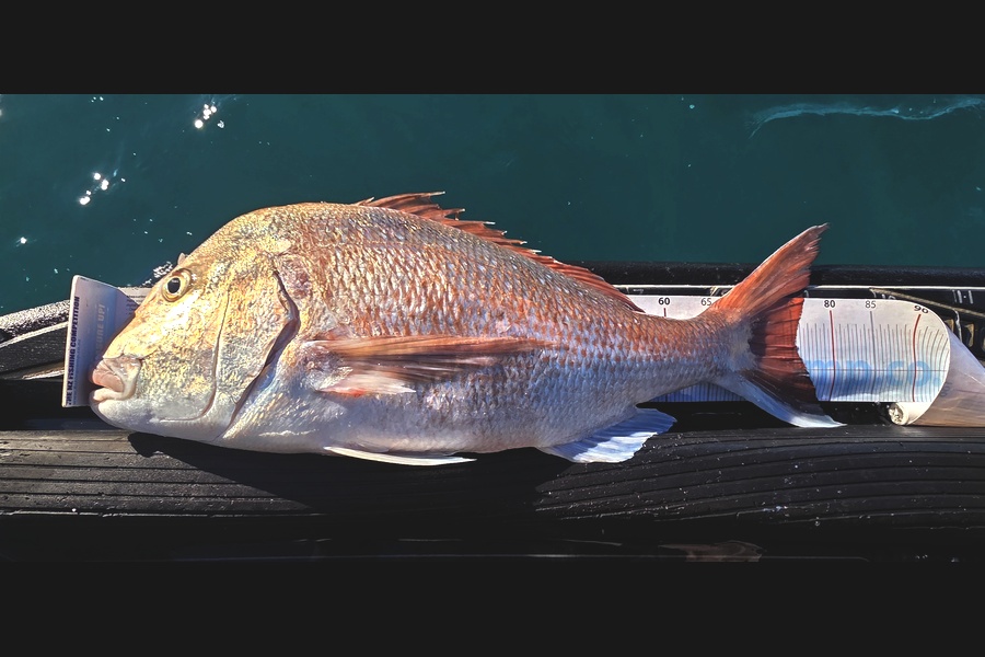 Chilton  Atherton  caught this 75.5cm Snapper at Taranaki during The Export NZ Fishing Competition