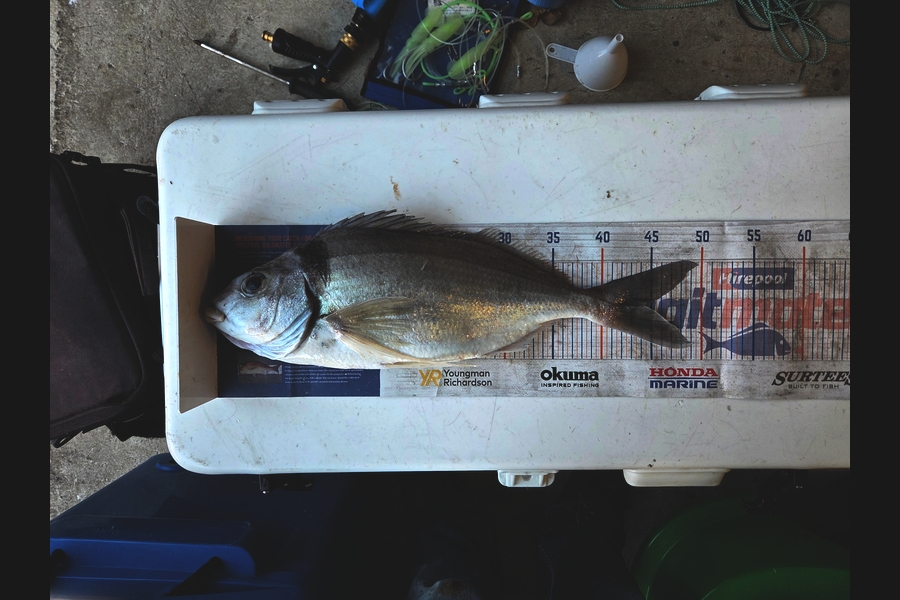 Robert Falconer caught this 44.5cm Tarakihi at Taranaki during The Export NZ Fishing Competition