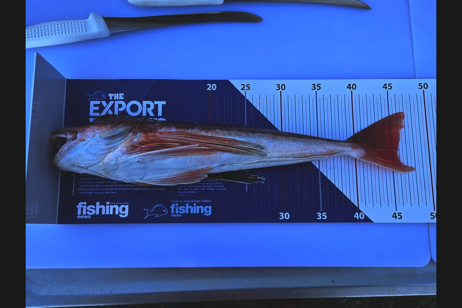Brandon Flay caught this 46.0cm Gurnard at Bay of Plenty during The Export NZ Fishing Competition