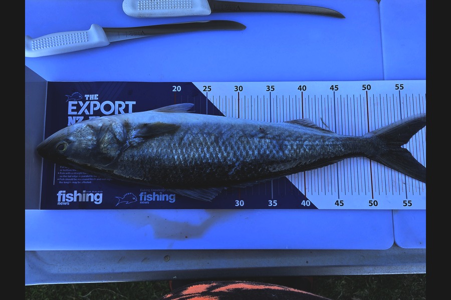 Brandon Flay caught this 54.5cm Kahawai at Bay of Plenty during The Export NZ Fishing Competition