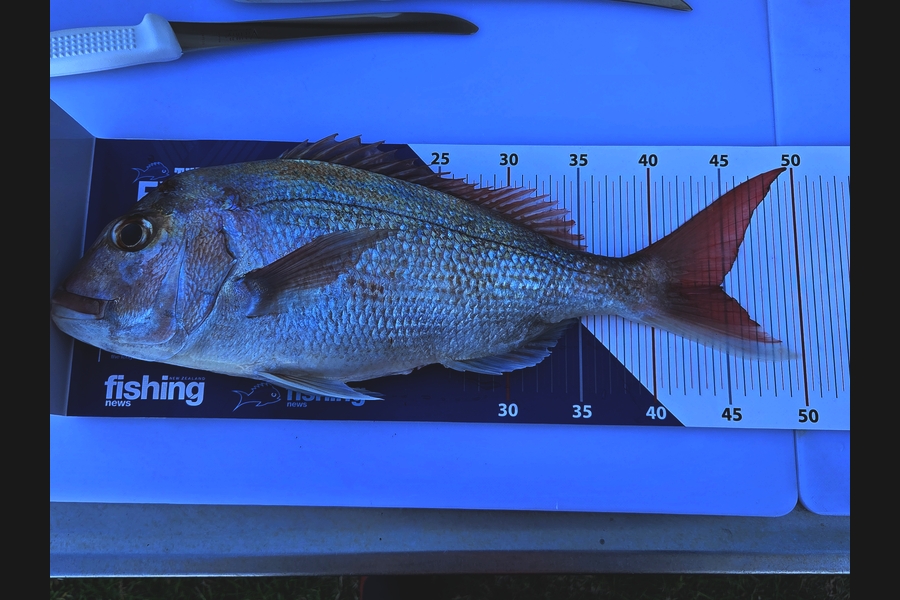 Brandon Flay caught this 45.0cm Snapper at Bay of Plenty during The Export NZ Fishing Competition