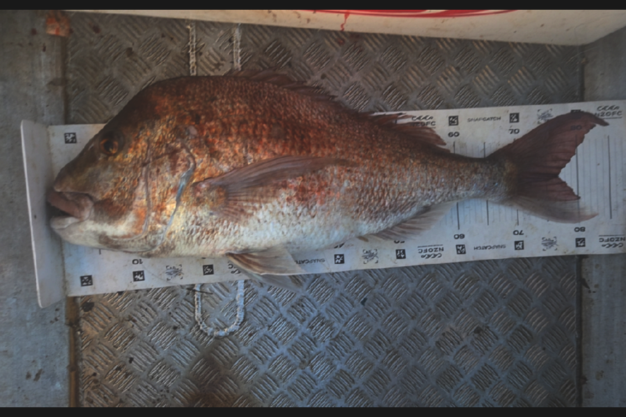 Ben Cullen caught this 77.0cm Snapper at Auckland during The Export NZ Fishing Competition