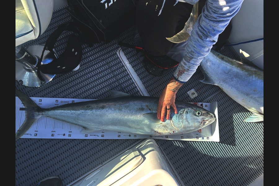 Mark  Armistead caught this 117.0cm Kingfish at Bay of Plenty during The Export NZ Fishing Competition