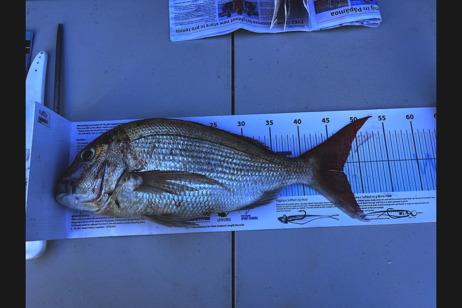 Brady Doyle caught this 47.0cm Snapper at Bay of Plenty during The Export NZ Fishing Competition