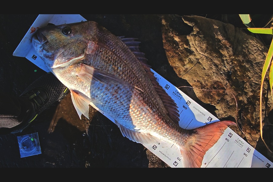 Troy Rae-Royle caught this 76cm Snapper at Auckland during The Export NZ Fishing Competition