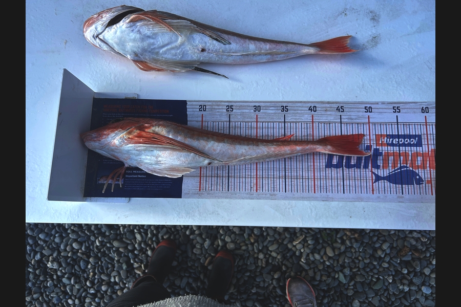 Tony Gibson caught this 48.0cm Gurnard at Nelson/Marlborough during The Export NZ Fishing Competition