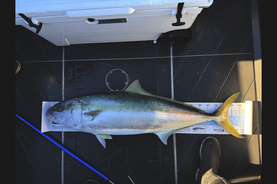 Jonny Harman caught this 117.5cm Kingfish at Nelson/Marlborough during The Export NZ Fishing Competition