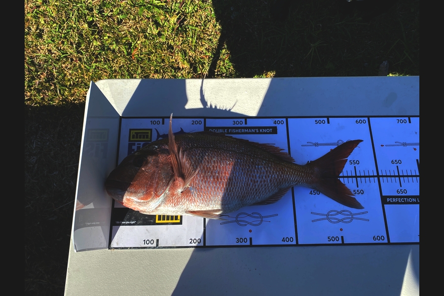 Thomas Noakes  caught this 50.0cm Snapper at Northland during The Export NZ Fishing Competition