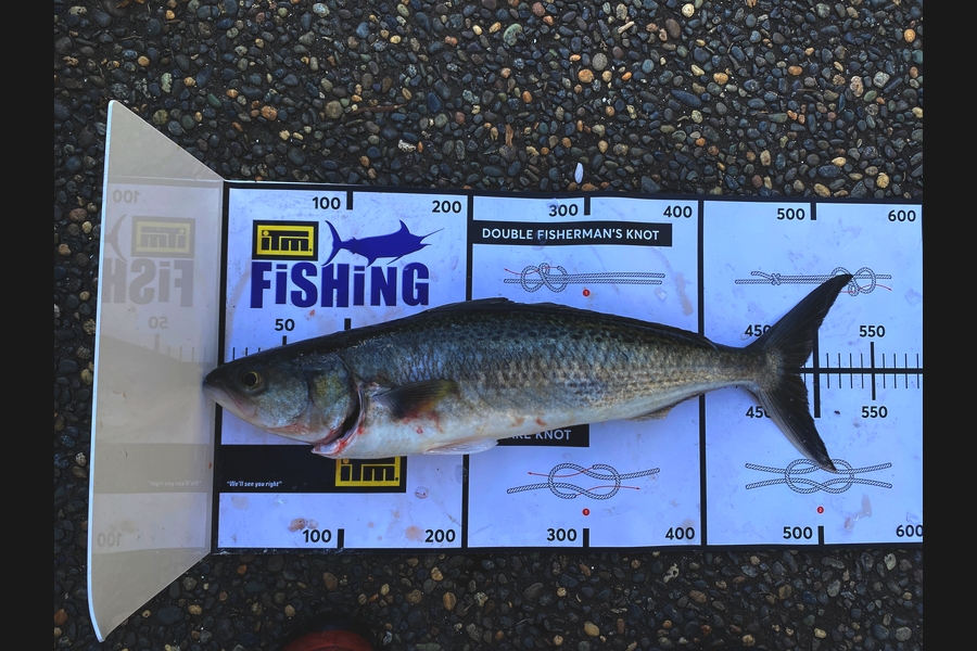 Thomas Noakes  caught this 48.0cm Kahawai at Northland during The Export NZ Fishing Competition
