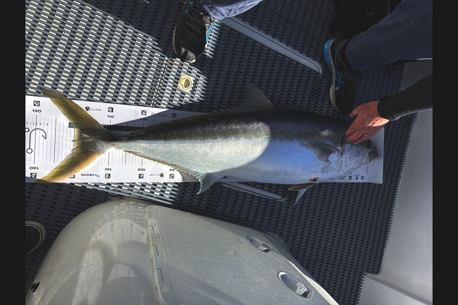 Anthony Nel caught this 120.0cm Kingfish at Bay of Plenty during The Export NZ Fishing Competition