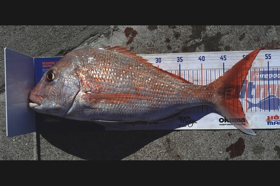 Craig Lovegrove caught this 48.5cm Snapper at Auckland during The Export NZ Fishing Competition