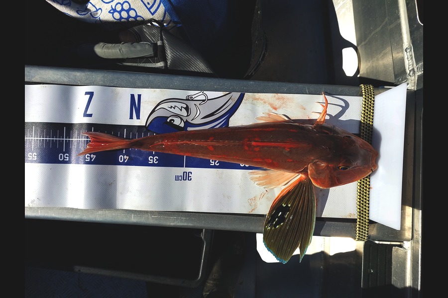Aaron Jaques caught this 45.0cm Gurnard at Auckland during The Export NZ Fishing Competition