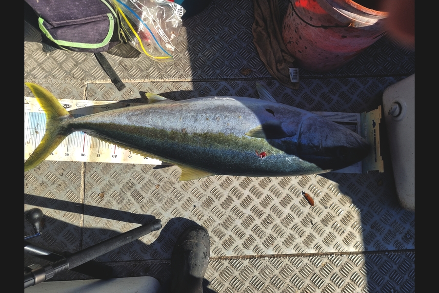 Peter McComish caught this 102.0cm Kingfish at Coromandel during The Export NZ Fishing Competition