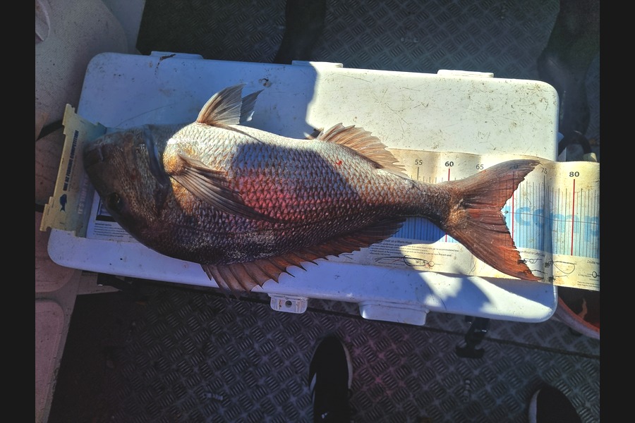 Peter McComish caught this 68.0cm Snapper at Coromandel during The Export NZ Fishing Competition