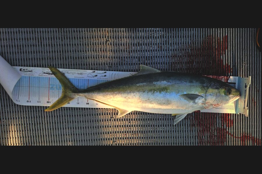 Jimmy Searles caught this 93.0cm Kingfish at Nelson/Marlborough during The Export NZ Fishing Competition