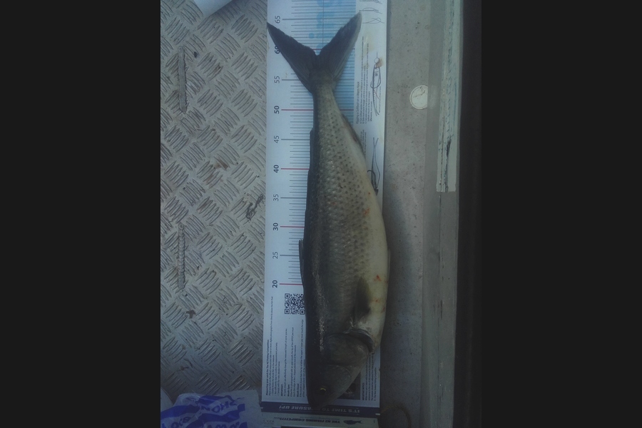 dale Turnbull  caught this 59.0cm Kahawai at firth of thames during The Export NZ Fishing Competition