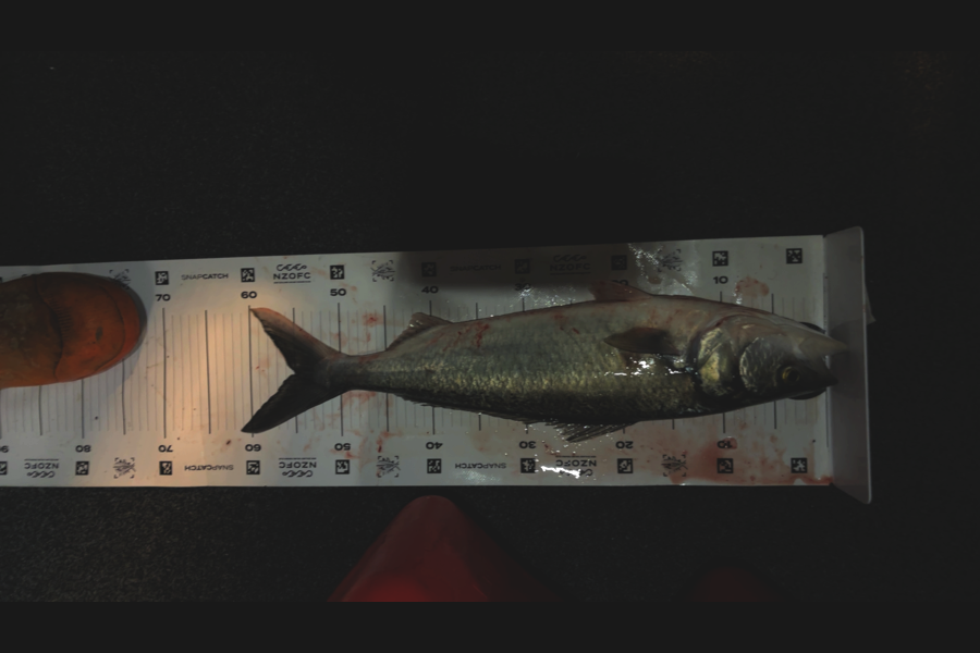 Karl Puklowski  caught this 55.0cm Kahawai at Nelson/Marlborough during The Export NZ Fishing Competition