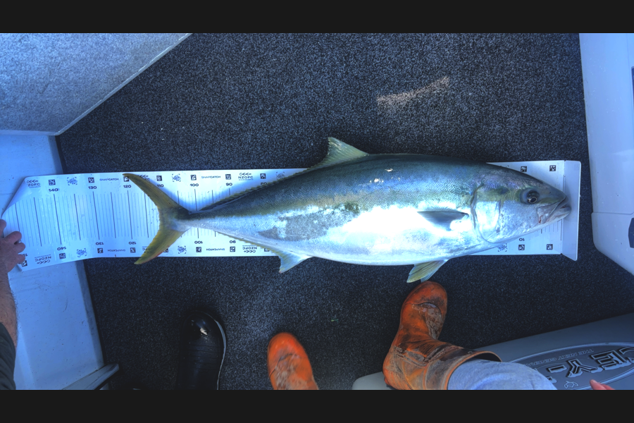 Karl Puklowski  caught this 111.0cm Kingfish at Nelson/Marlborough during The Export NZ Fishing Competition