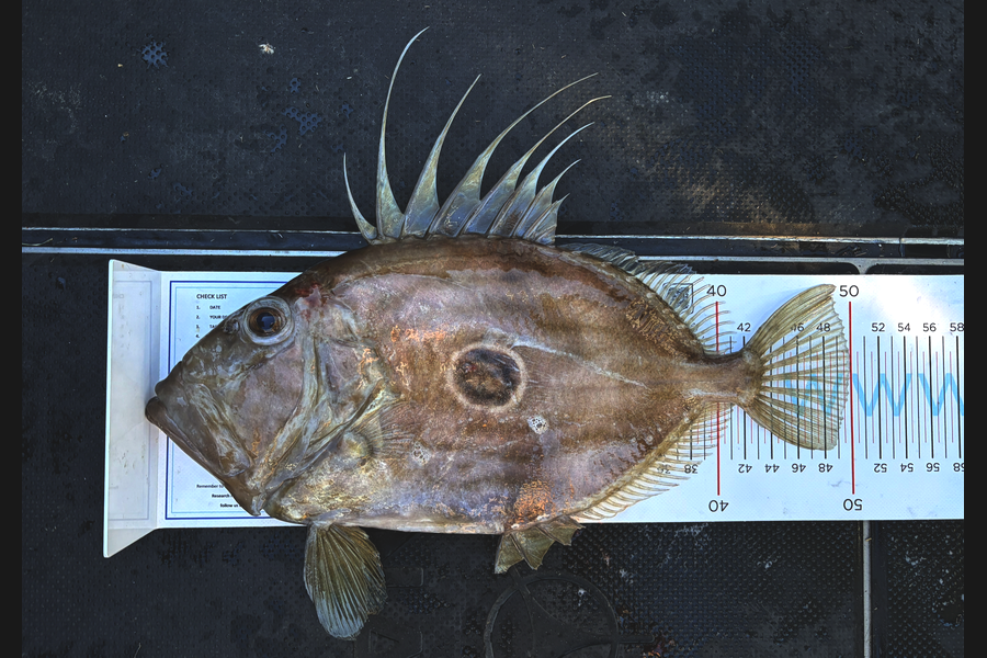 Paul Olson caught this 50.0cm John Dory at Wellington during The Export NZ Fishing Competition