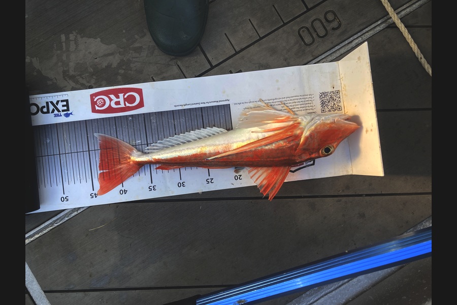 David Monagan caught this 43.5cm Gurnard at Hawkes Bay during The Export NZ Fishing Competition