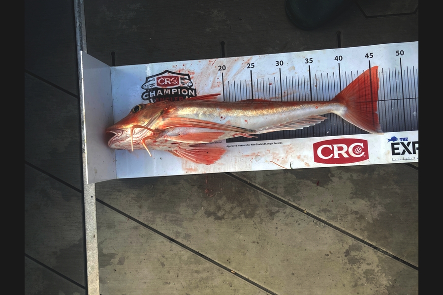 David Monagan caught this 46.0cm Gurnard at Hawkes Bay during The Export NZ Fishing Competition