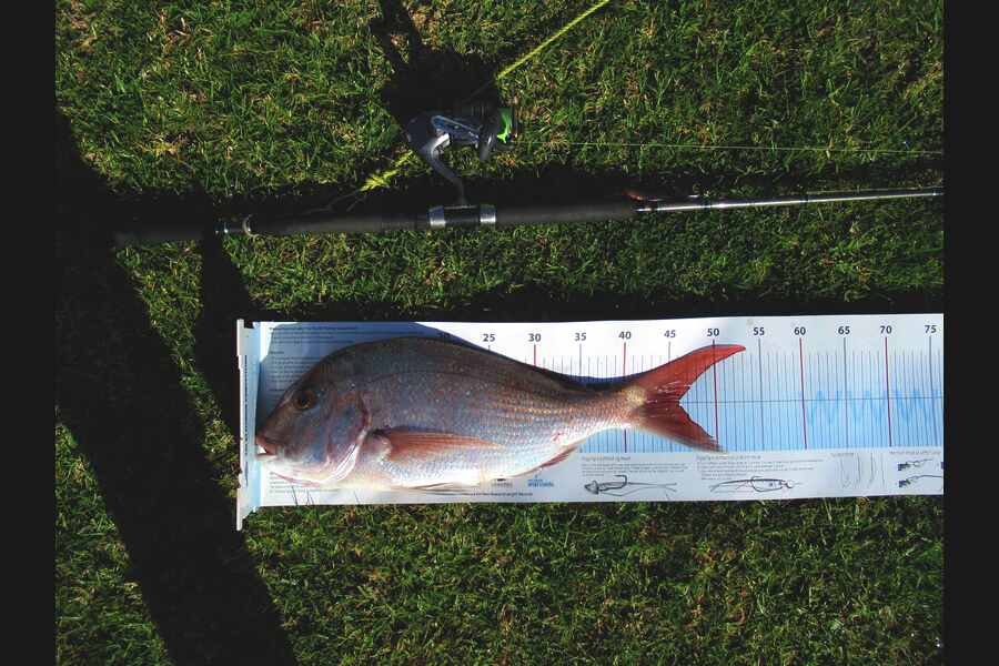 David Wilson caught this 46.0cm Snapper at Bay of Plenty during The Export NZ Fishing Competition