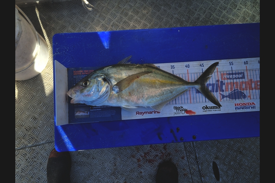 Darren Jones caught this 45.5cm Trevally at Bay of Plenty during The Export NZ Fishing Competition