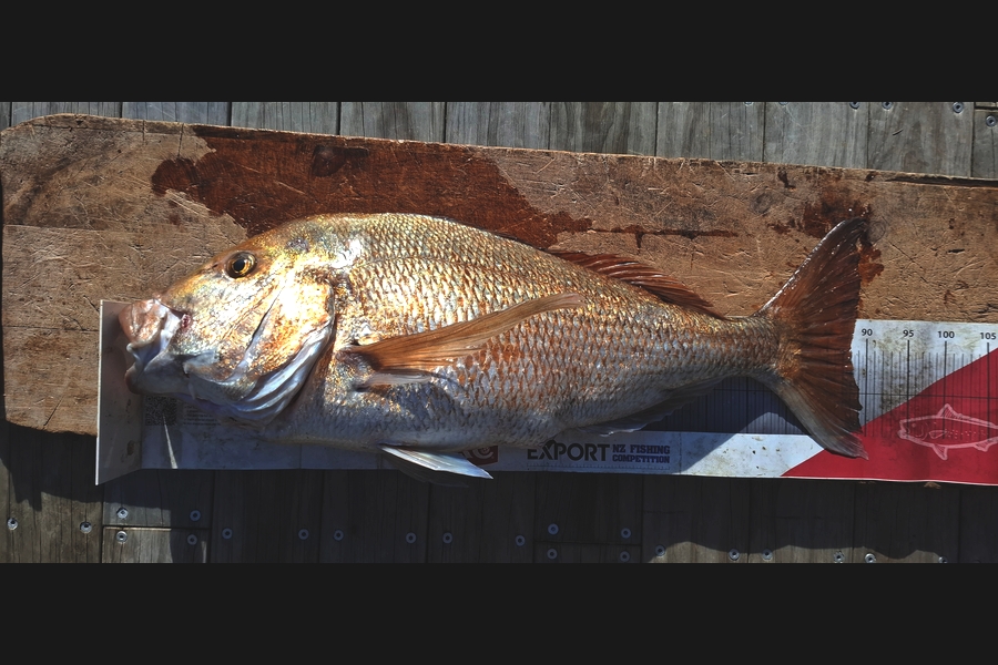 Rebecca Keatley caught this 87.0cm Snapper at Northland during The Export NZ Fishing Competition
