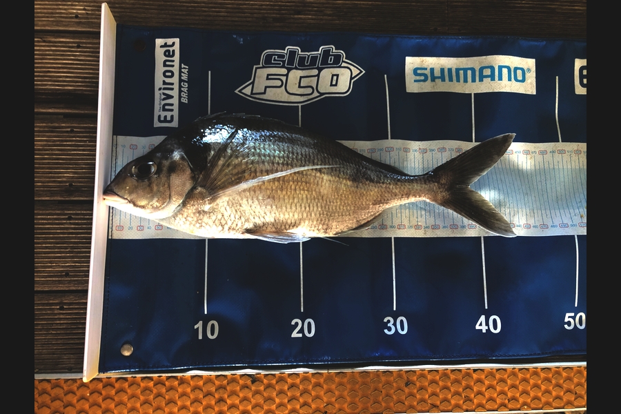 Phil Shields caught this 38.5cm Tarakihi at Northland during The Export NZ Fishing Competition
